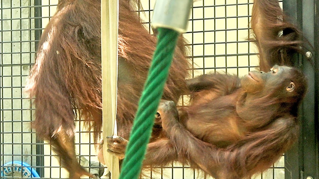 チェリア♀10 & ロキ♂6 、ハンモックで寝ているキキに何度もチョッカイを出すチェリア・オランウータン　2025/06/07