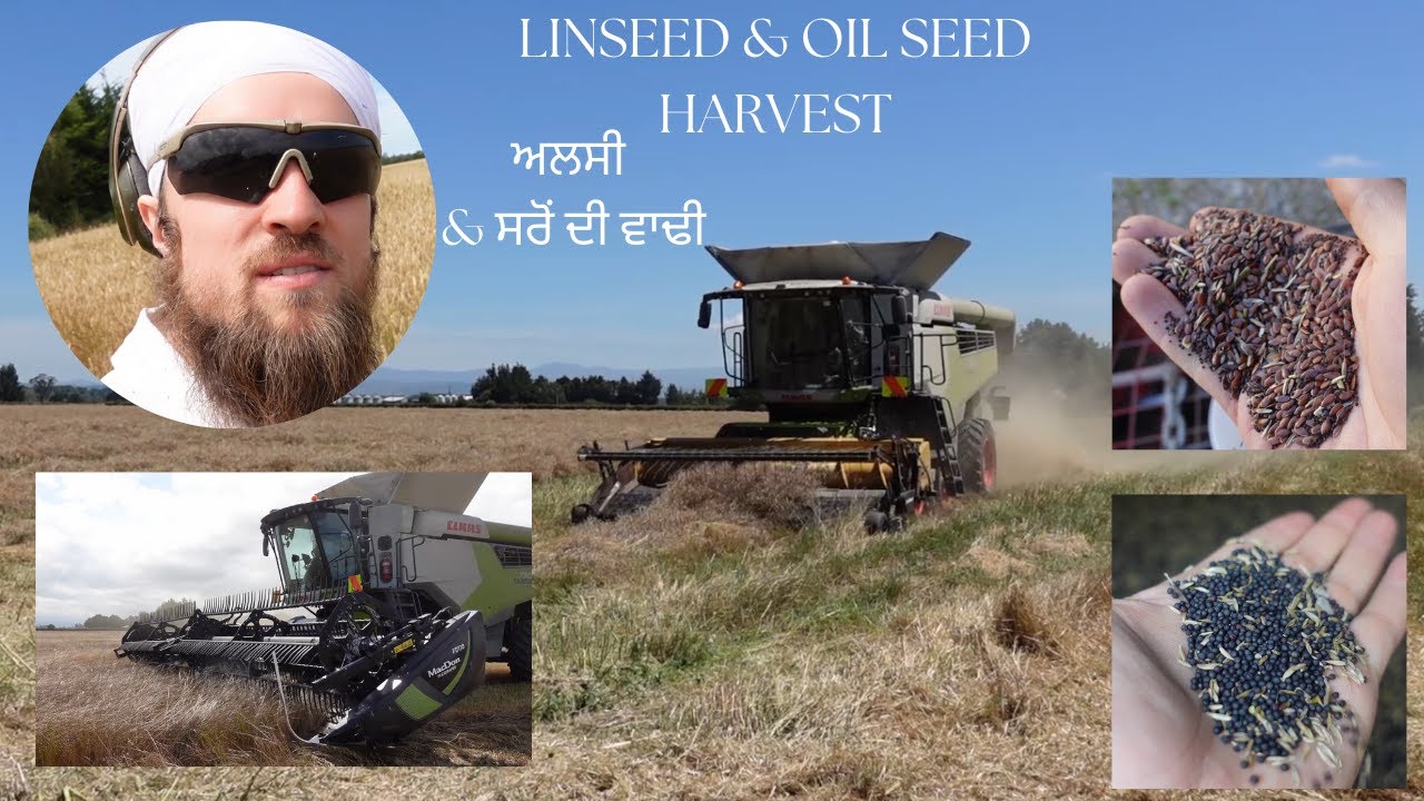 ਅਲਸੀ & ਸਰੋਂ ਦੀ ਵਾਢੀ | HARVESTING LINSEED AND OIL SEED! | FARM VLOG | LOUIS SINGH KHALSA