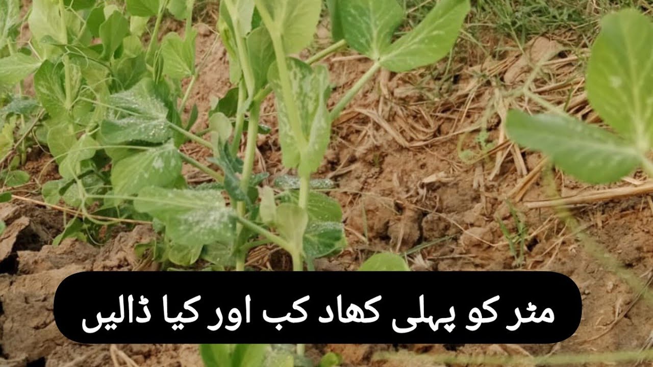Pea crop first fertilizer application