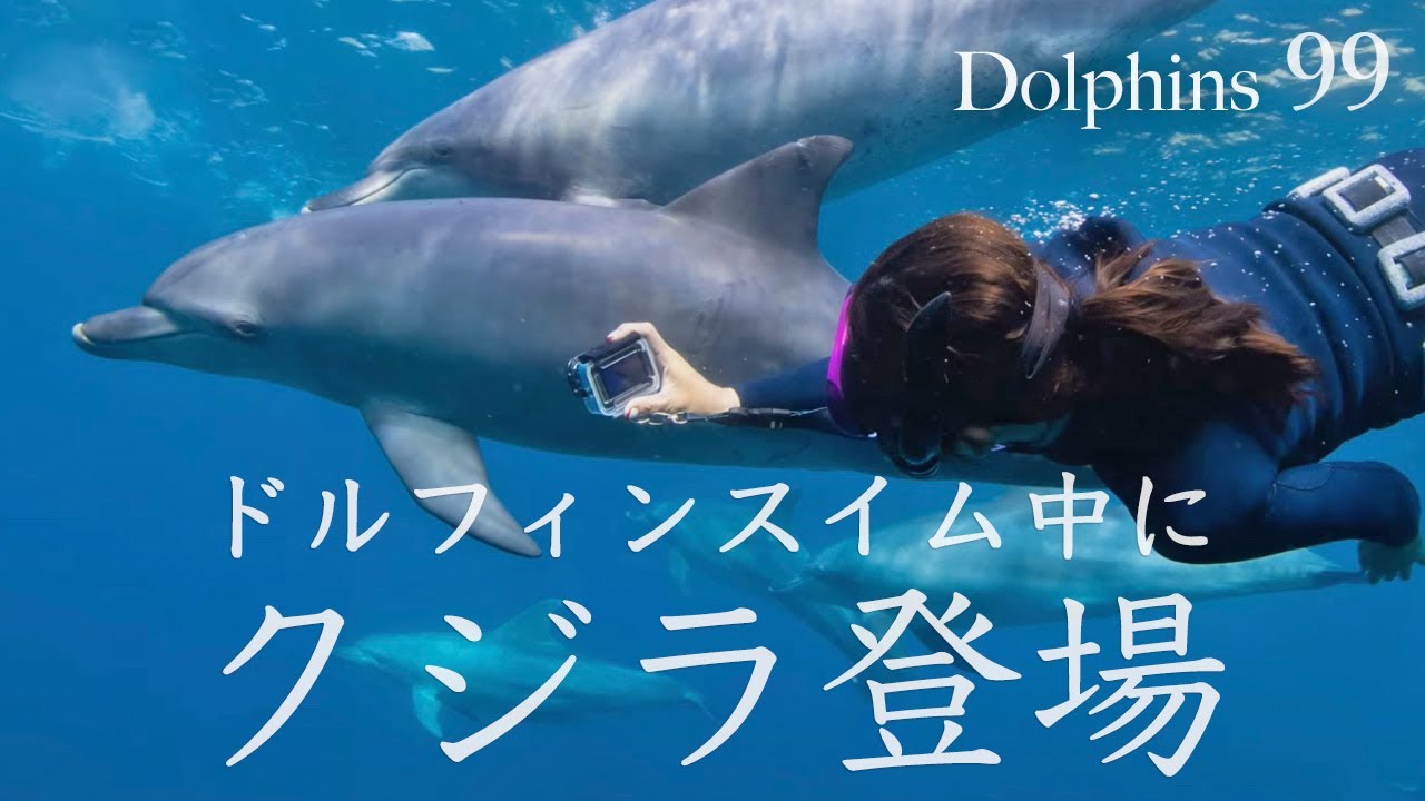 御蔵島ドルフィンスイム イルカと遊びまくる＆クジラも登場！