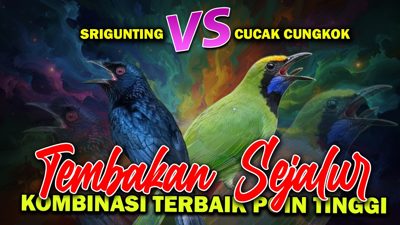 MASTERAN KOMBINASI KASARAN CUNGKOK VS SRIGUNTING SUARA MELINGKING JERNIH