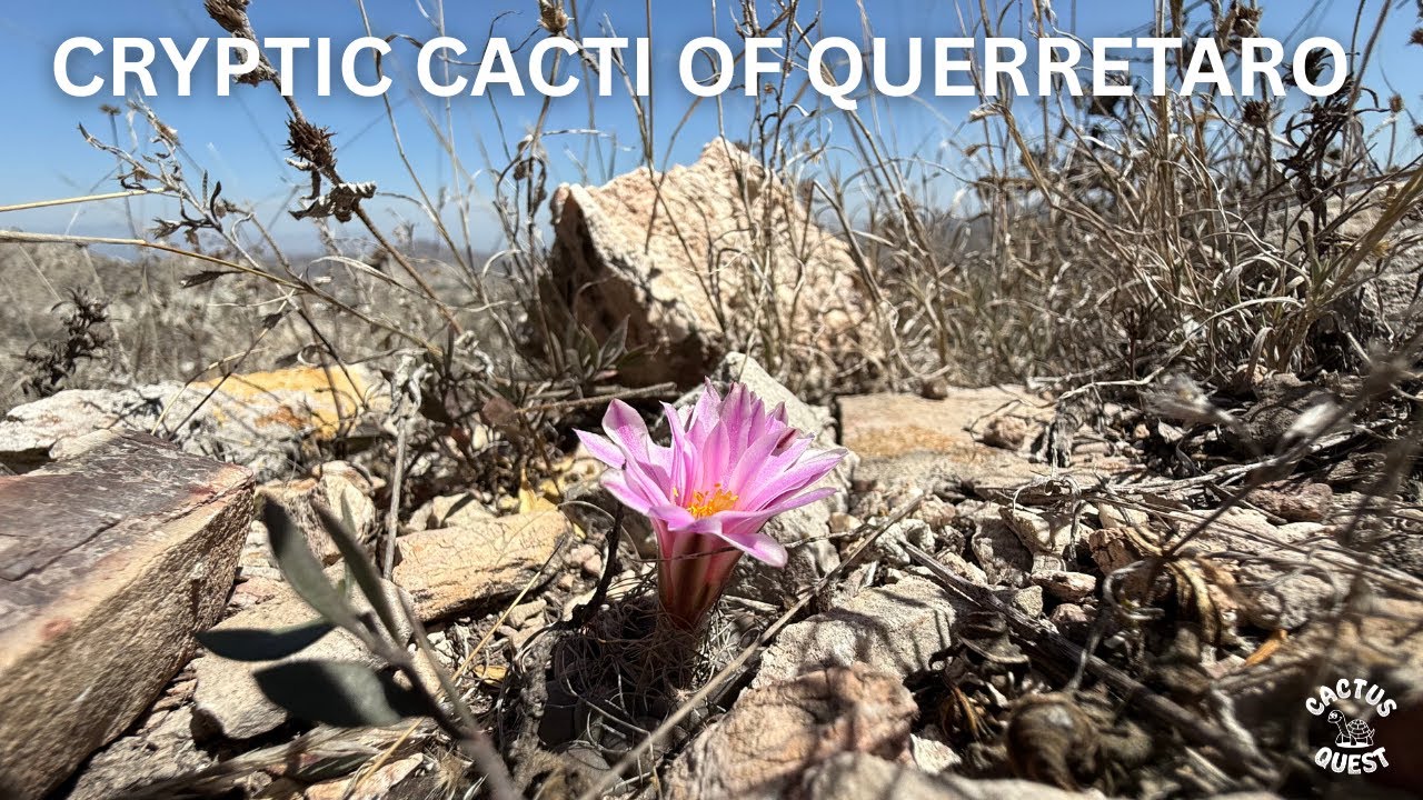 Discovering the Unique Flora of Central Mexico: Meet Kadenicarpus pseudomacrochele