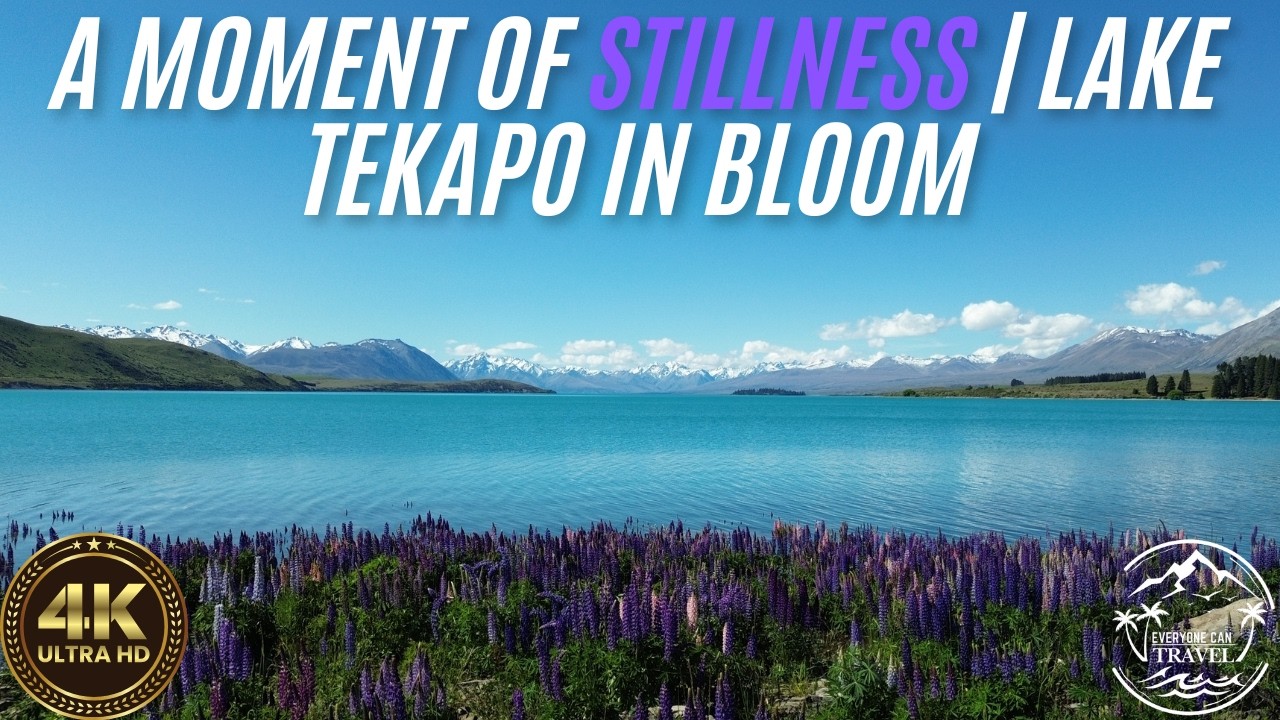 Lake Tekapo in Full Bloom | Purple Lupins & Alpine Beauty