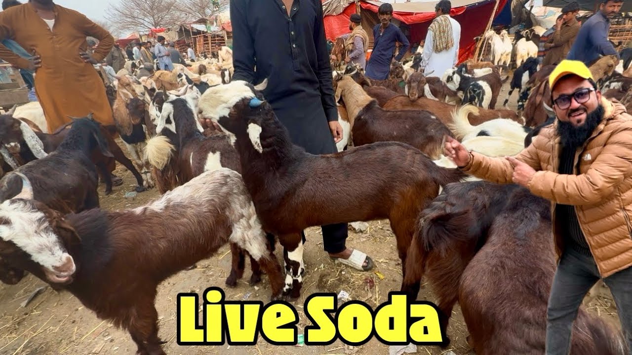 Live Deal Desi Mundre Chatre | Kitne Ka Liya | Lahori Shauk | Shapur Kanjra Lahore Mandi 