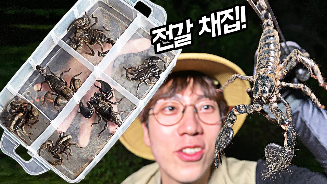 초대왕 전갈 채집! 땅굴에서 야생 아시안포레스트전갈이 계속 나온다!