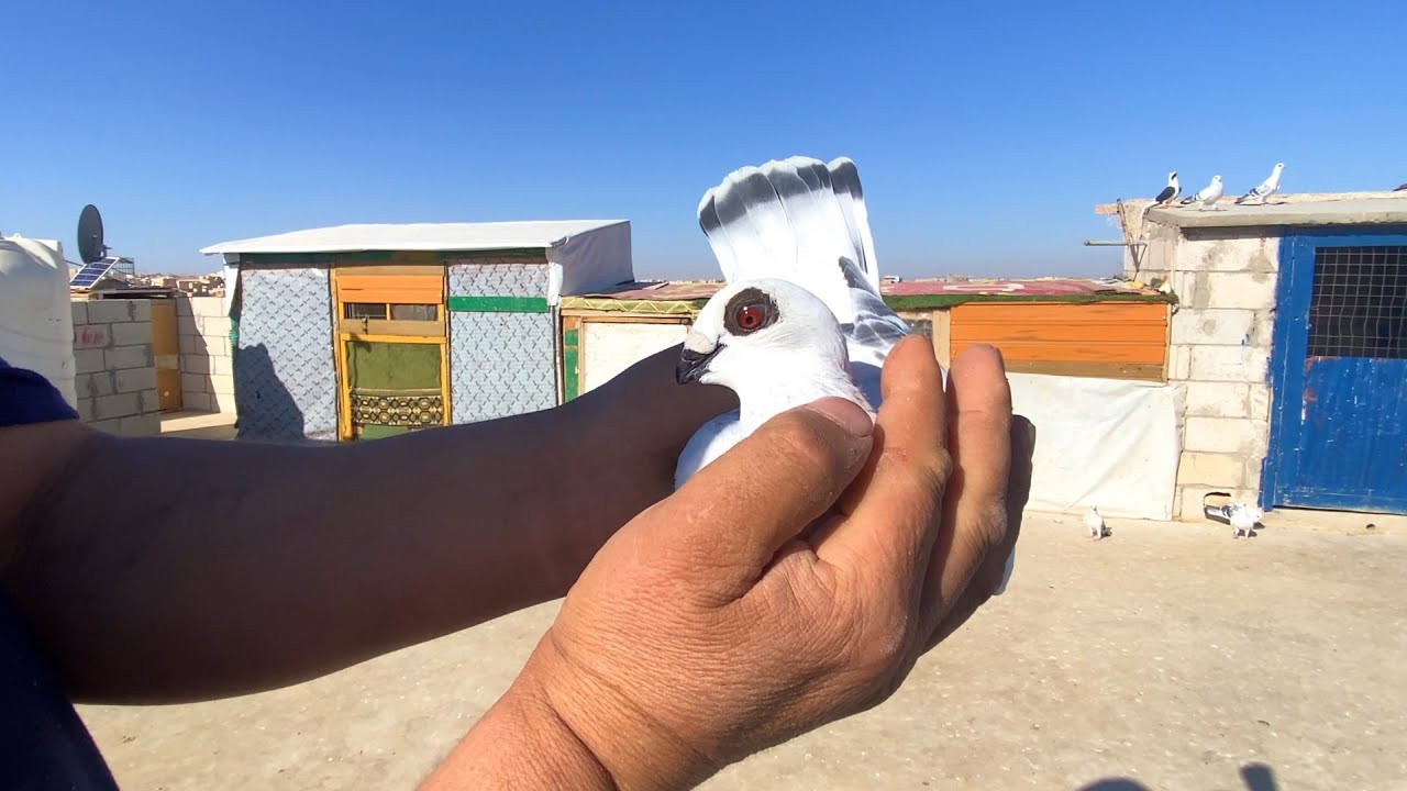مقول تكون آخر حلقة عند ابو الفوز ✋