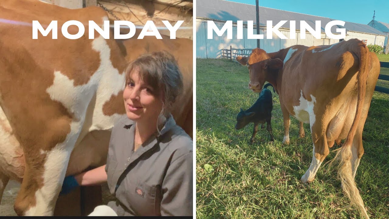Monday Morning Milking | Apple Calving Story
