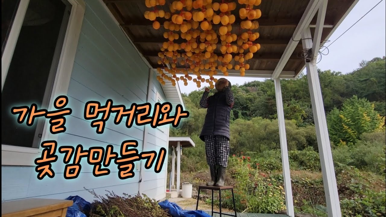 텃밭 수확하고 처마엔 곶감 걸었습니다. (25.10월말)