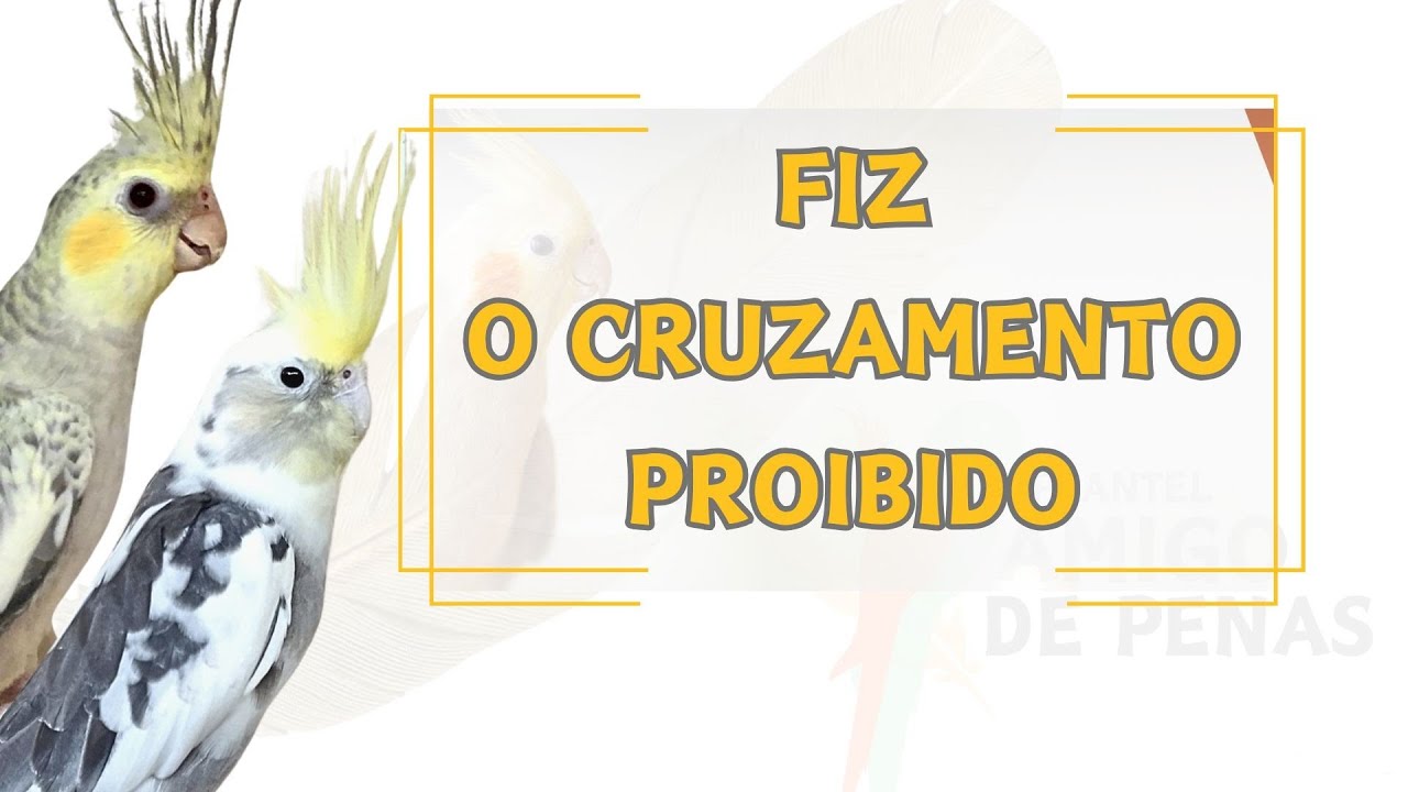 RESULTADO DO CRUZAMENTO DAS MUTAÇÕES PASTEL FACE E CREAM FACE #calopsita #amigodepenas