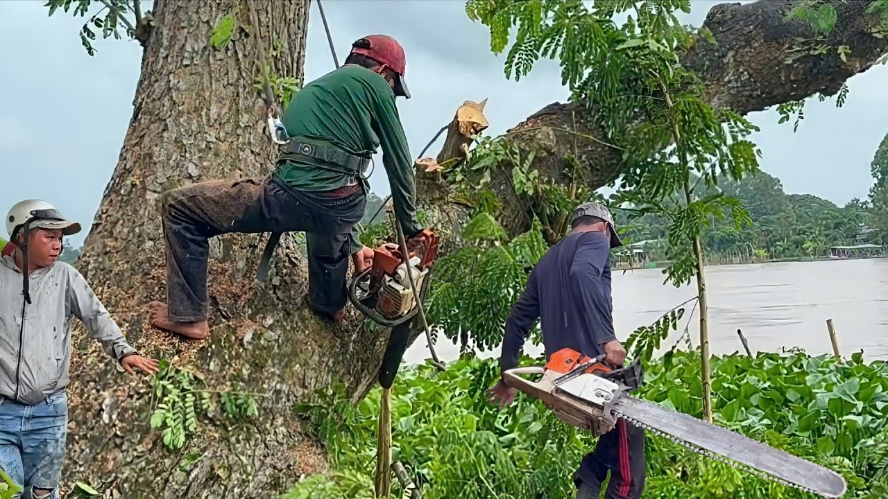 Cưa cây còng tàn nhánh um tùm . Ở tấn mỹ  .Cưa cây  kỷ thuật cao