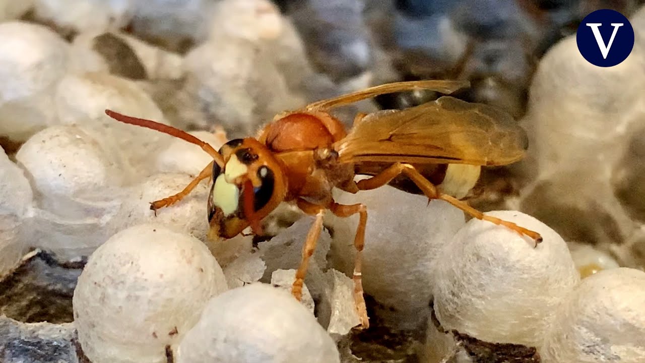 Descubren el primer nido en Catalunya de avispas orientales, una especie que ataca a las abejas