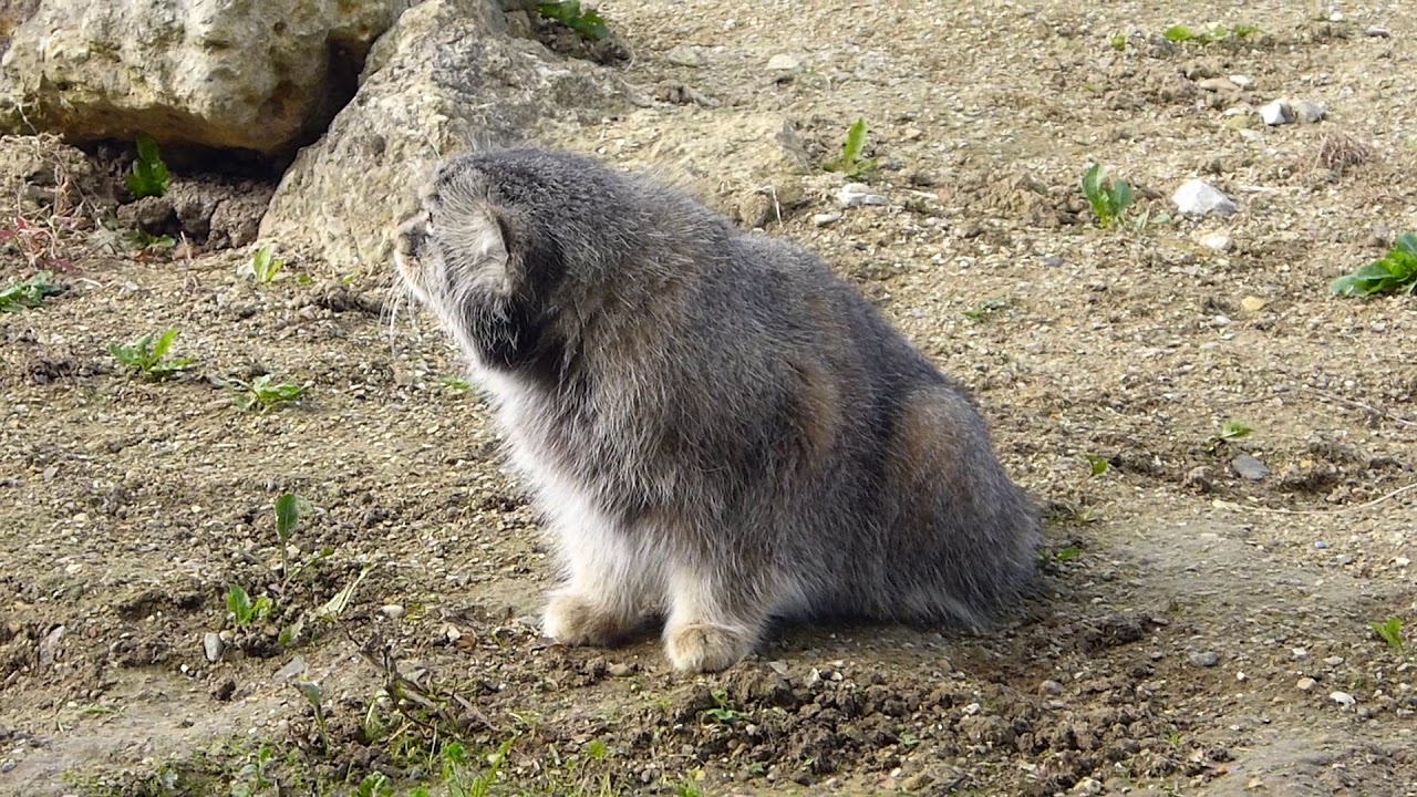 Manul or Pallas' cat