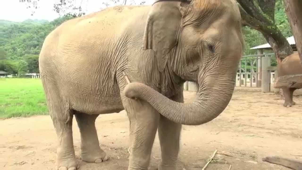 Do you know what makes an elephant feel good - ElephantNews