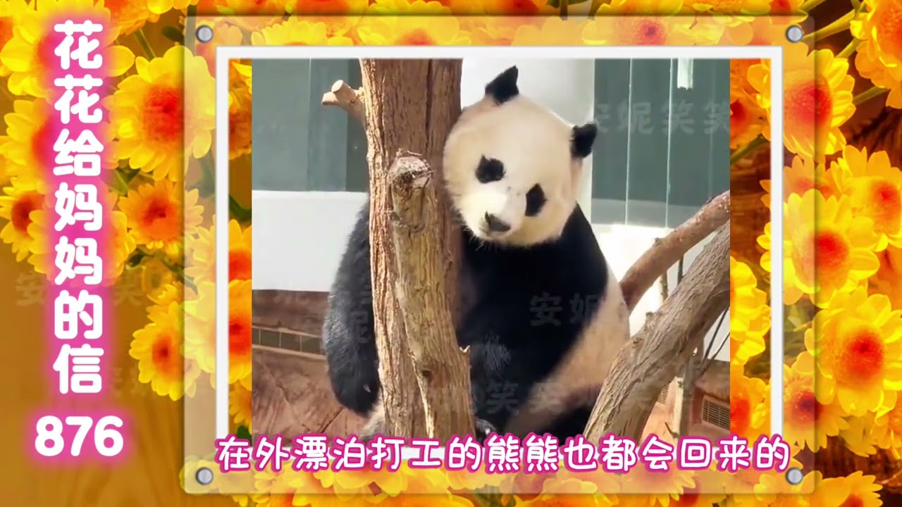 《花花给妈妈的信876》 旅日大熊猫回家的意义～～#来这吸熊猫 #大熊猫和花 #国宝熊猫 #大熊猫和花和叶 #大熊猫晓晓蕾蕾