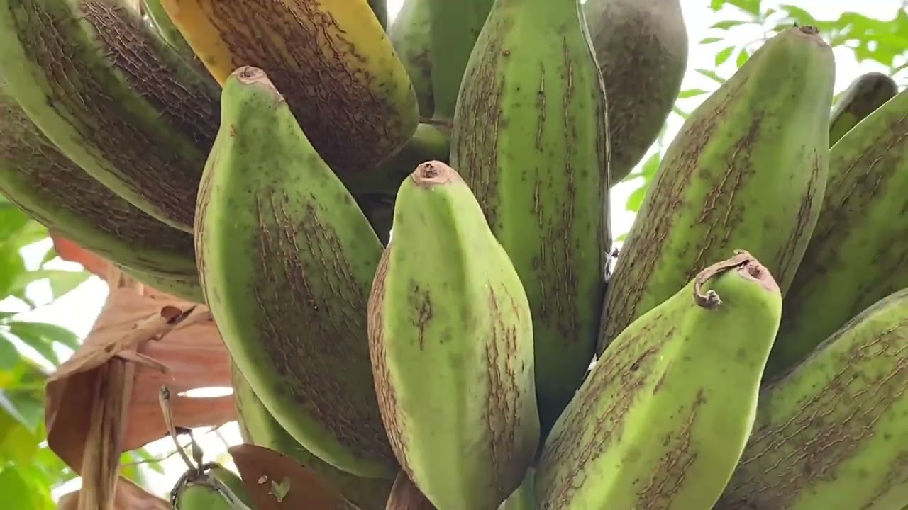 lúa trổ đồng đồng và đàn gà nhà nuôi