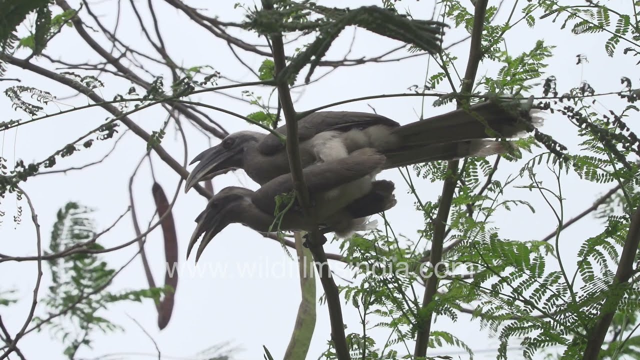 Hornbill mating | Rare footage of Grey Indian Hornbill mating in 4K | Lovemaking in birds