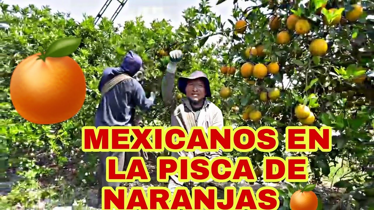 MEXICANOS EN  ARCADIA. FLORIDA.   PISCA DE NARANJAS 🍊🍊 VALENCIA  PARA JUGOS