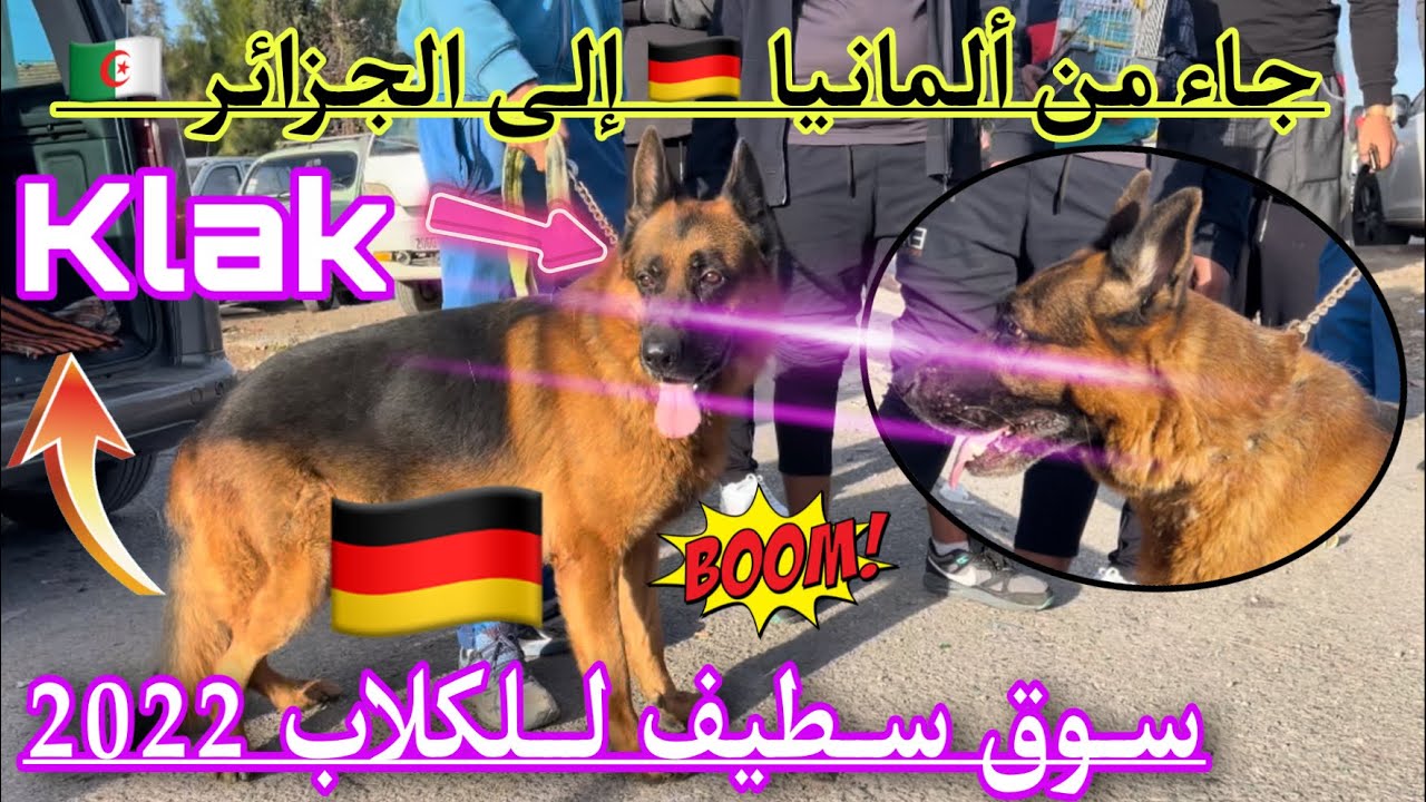 الكلب كلاك جاء من ألمانيا 🇩🇪 إلى الجزائر 🇩🇿/ مباشر من سوق سطيف للكلاب-أقوى العروض New 🐕🐕♥️🇩🇿