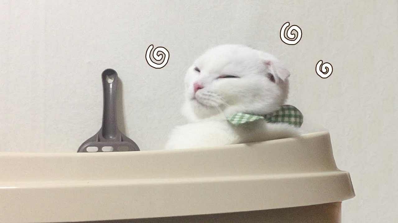 화장실 청소만 하면 고양이들이 이상해져요.. (⭐️귀여움 주의)