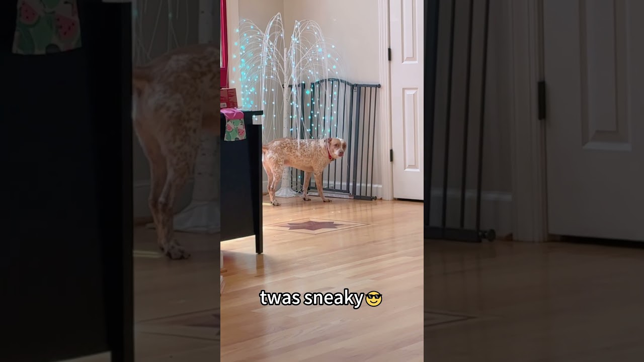 Sneaky dog🐶