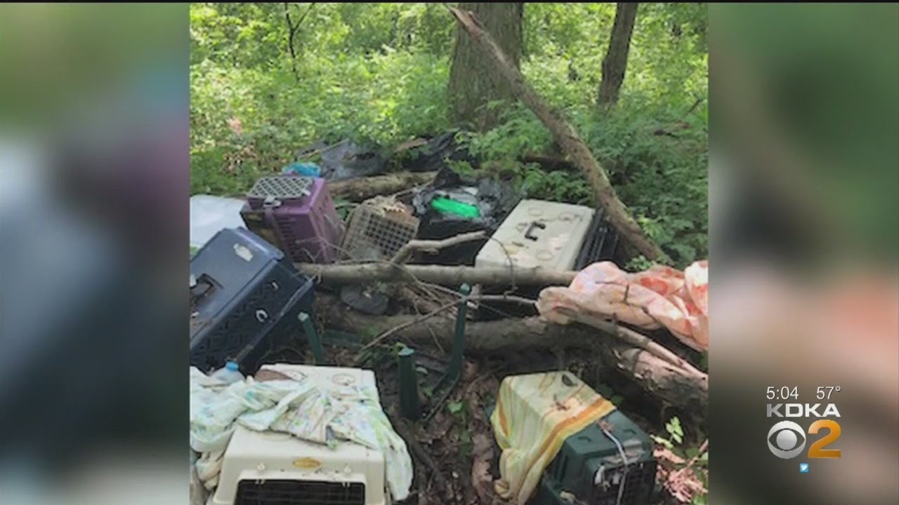 Local Couple Faces Animal Cruelty Charges After Nearly 20 Dead Animals Found