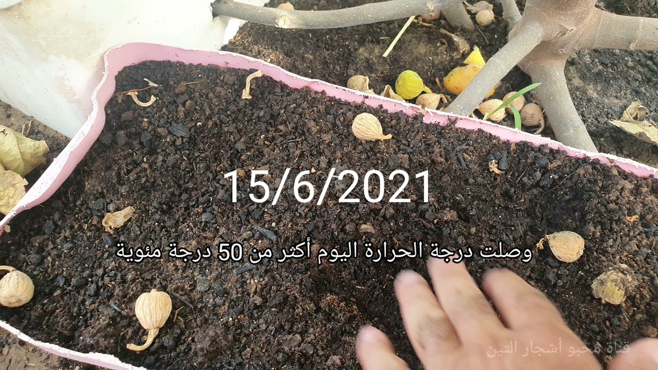 الترقيد الشبة أرضي للتين (Ground Labeling for Figs)