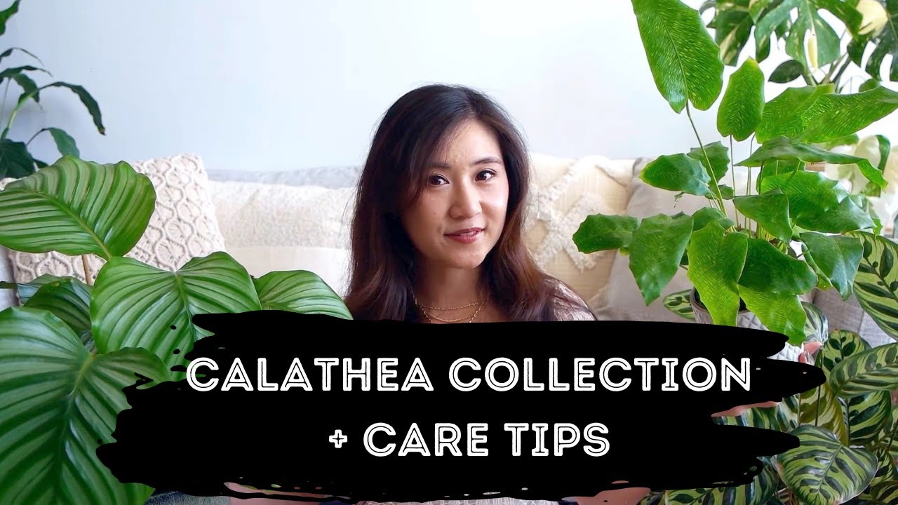 Calathea Collection | ft. Calathea Care Tips + struggle stories
