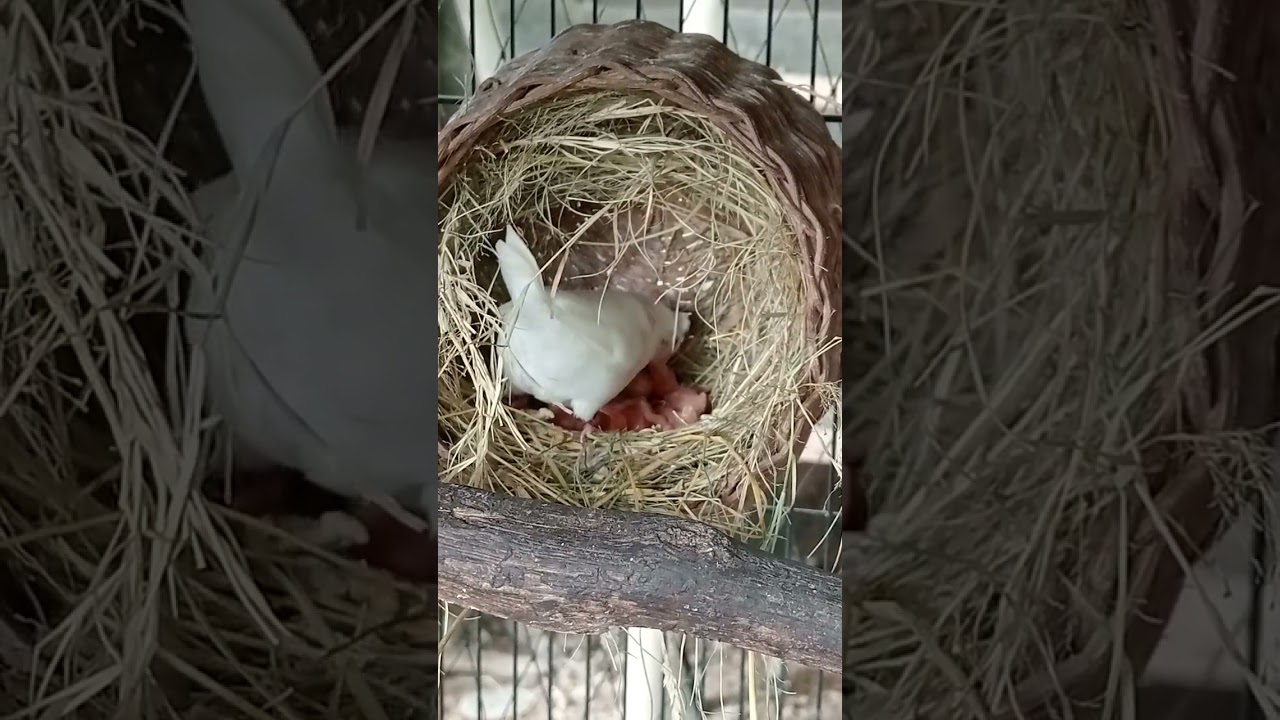 induk pintar#albino #emprit #jepang #matamerah #society #finch #semarang #farm