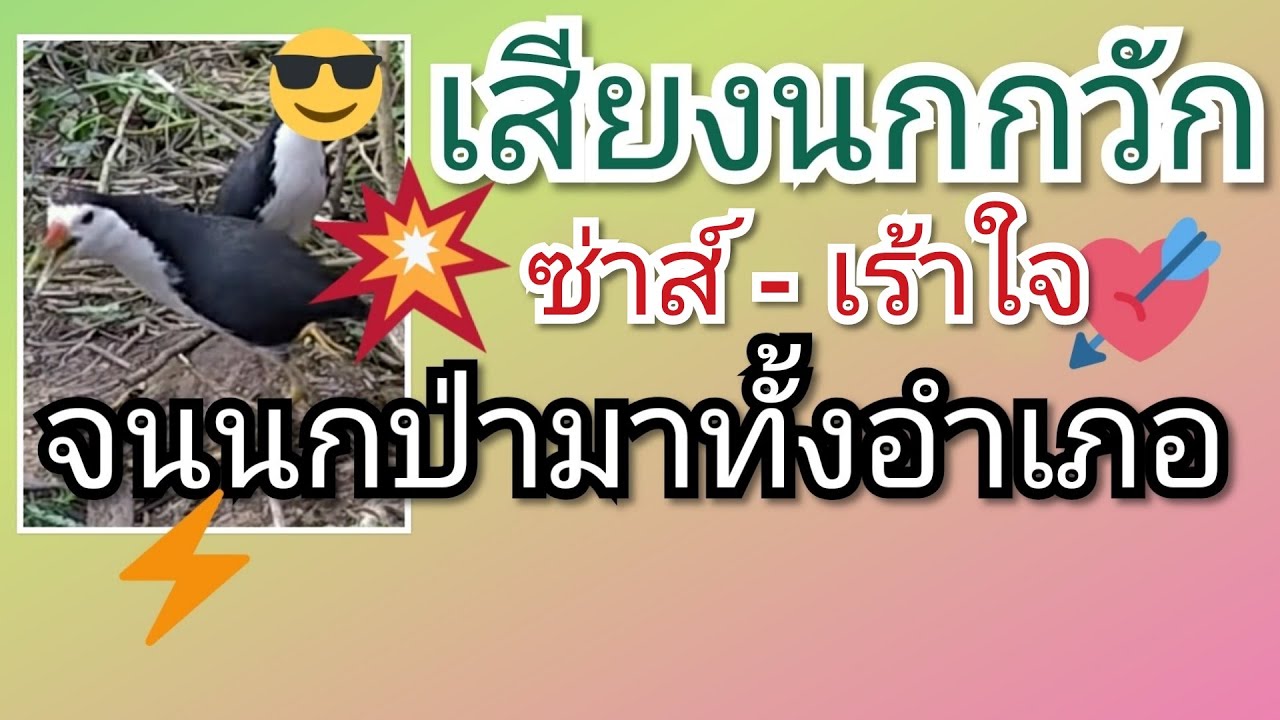 เสียงนกกวัก ซ่าส์ - เร้าใจ จนนกป่ามาทั้งอำเภอ