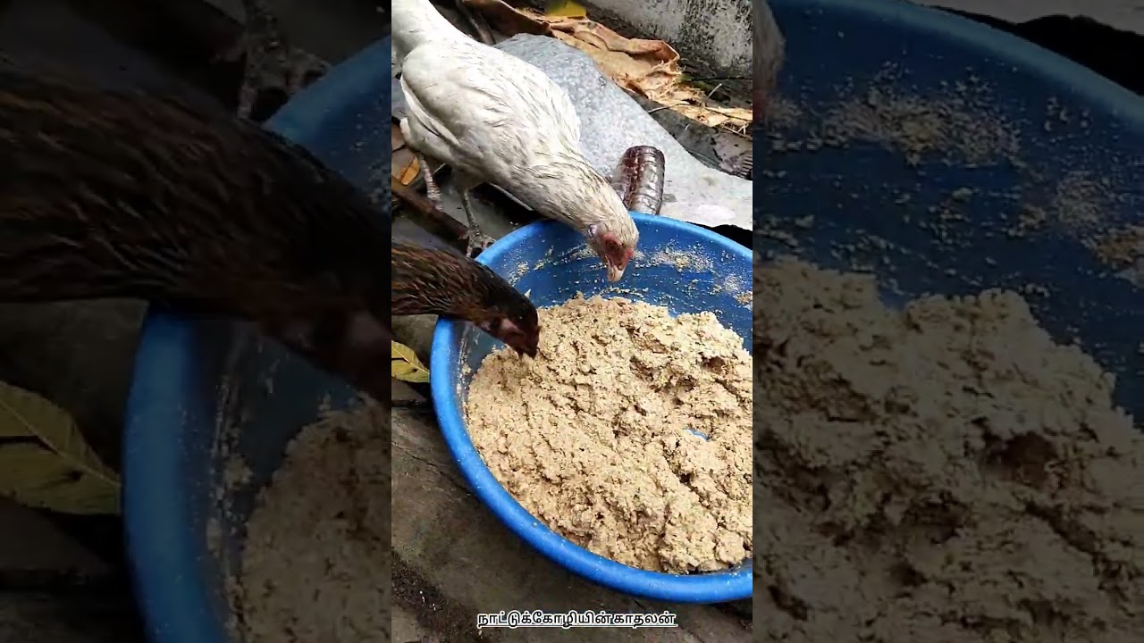🐓💥👑காலையில நாட்டுக்கோழிக்கு எற வைக்கக்கூடிய#வீடியோ#like comment subscribe✨❤️‍🔥🐓