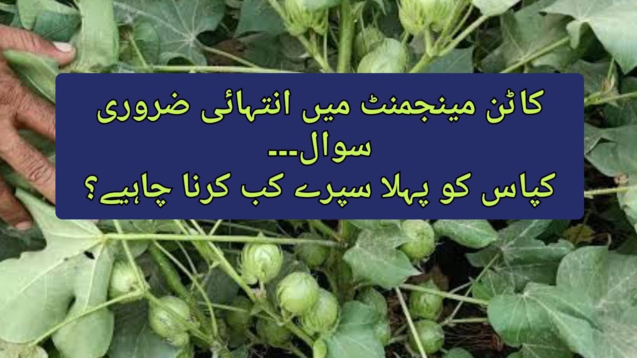 Cotton management ll 1st spray in cotton crop, most important factor for better management