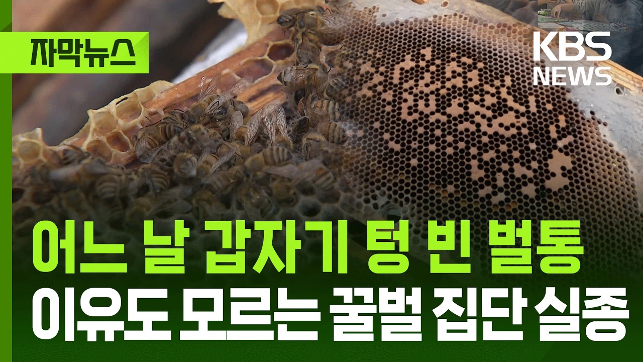[자막뉴스] 어느 날 갑자기 텅 빈 벌통, 이유도 모르는 꿀벌 집단 실종 / KBS 2026.04.06.