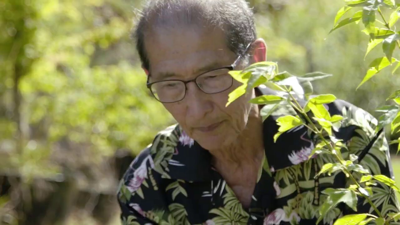 Herons Bonsai - The Art of Bonsai - Pointhouse Studios