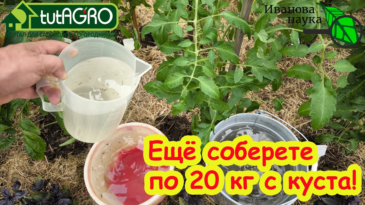 ОГУРЦЫ ОСТАНОВИЛИСЬ, ТОМАТЫ НЕ ВЯЖУТ ПЛОДЫ? Эта бюджетная подкормка ацетатным кальцием все исправит.