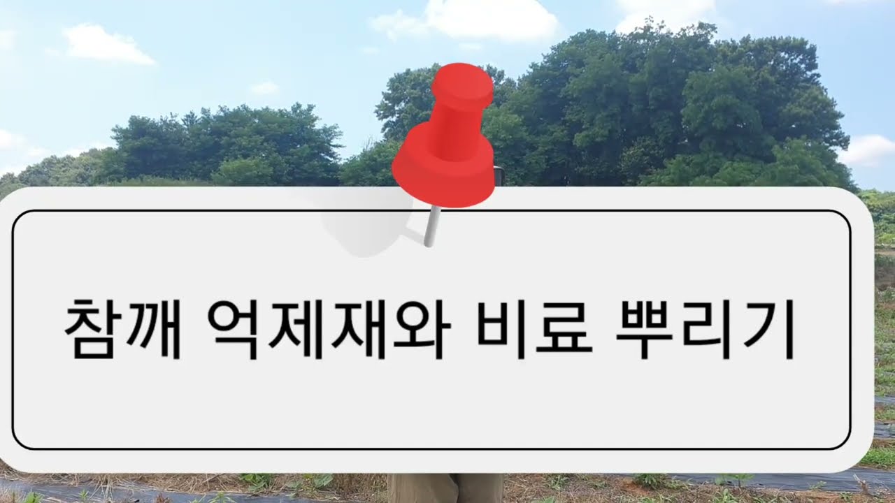 참깨 억제재와 비료 뿌리기
