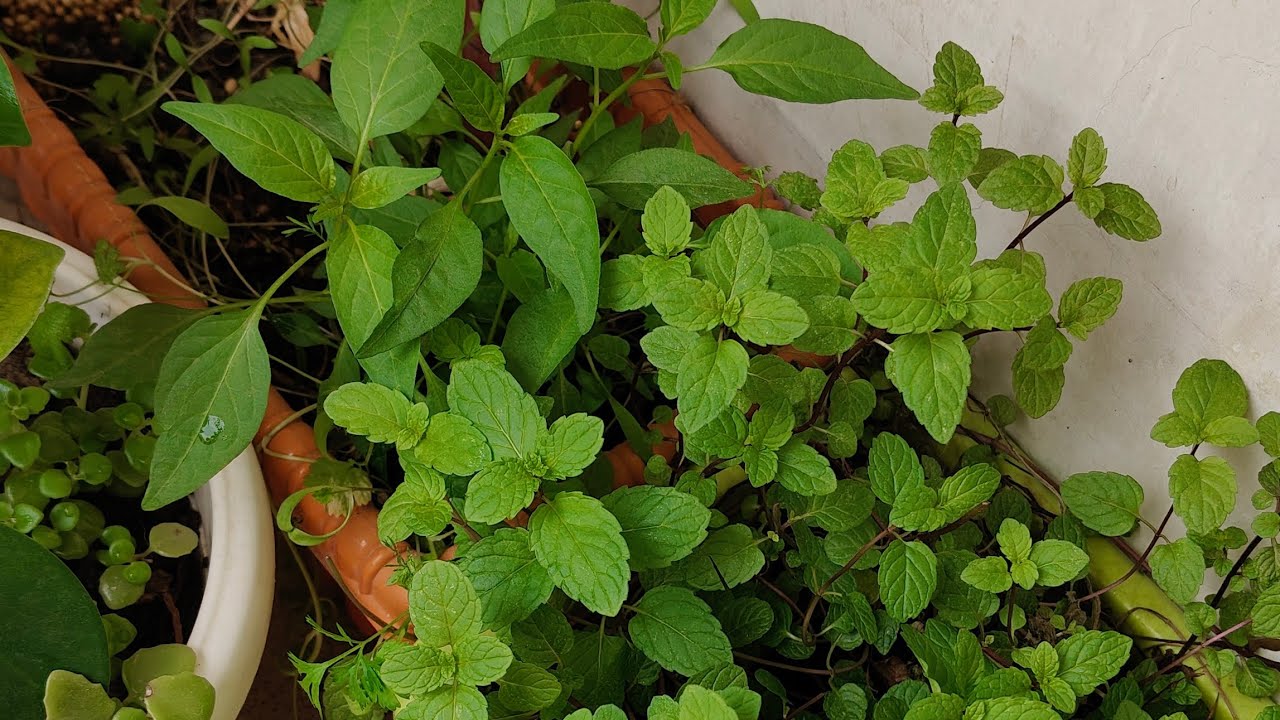 Jyoti Bisht Negi vlogs is live 