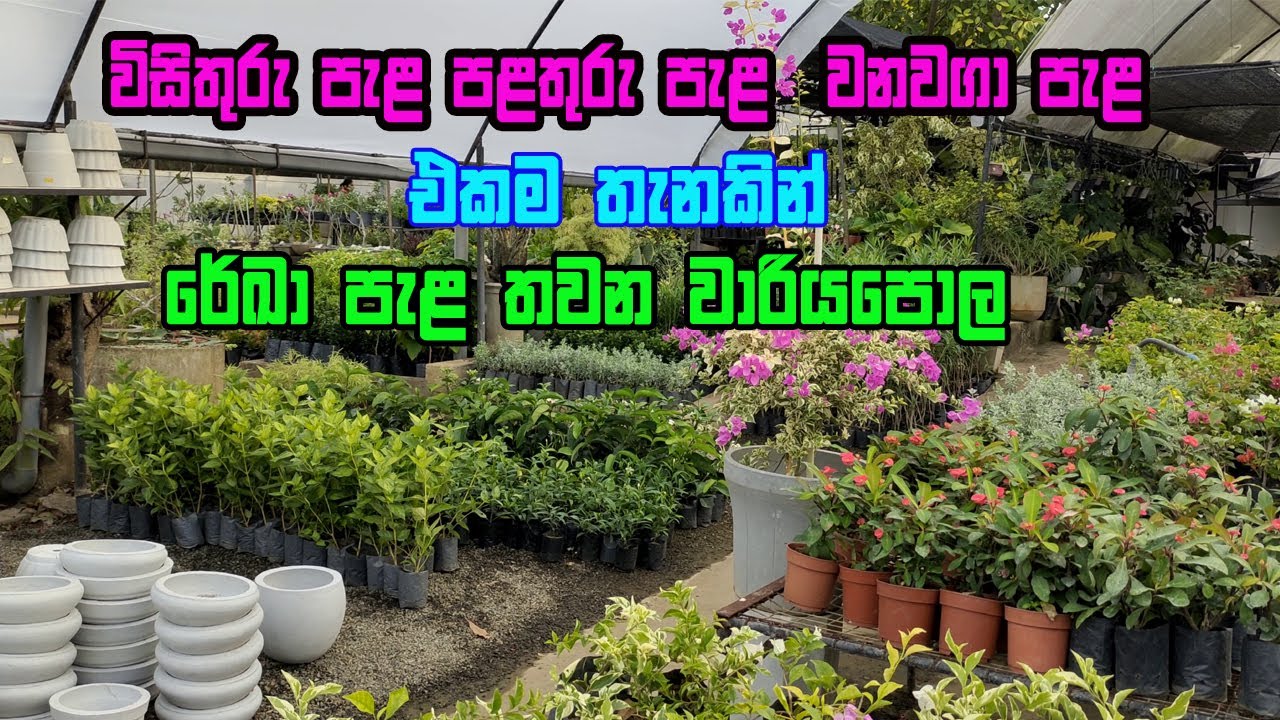 මල් පැල ගන්න මෙන්න නියම තැනක් | pala thawana | Rekha pala thawana | wisithuru pela | wanawaga pala
