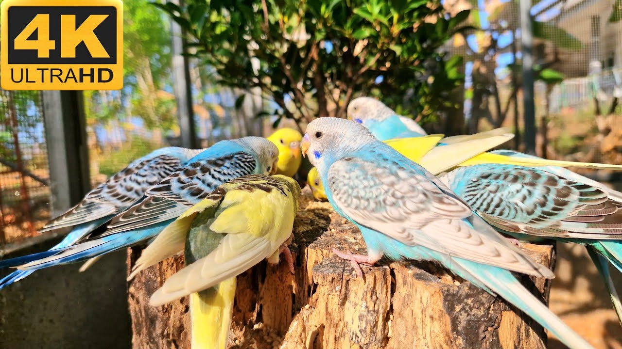 Budgies sounds for lonely budgies : This video can help your bird relax.