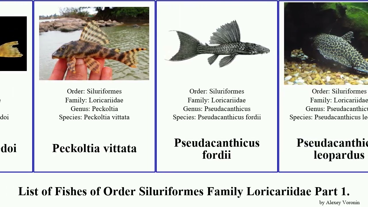List of Fishes of Order Siluriformes Family Loricariidae Part 2. pterygoplichthys loricariichthys