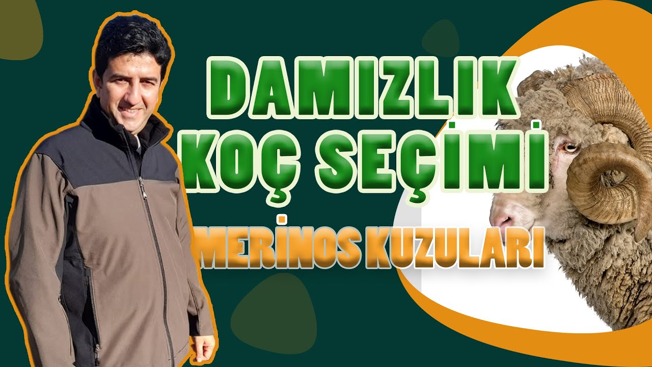 DAMIZLIK KOÇ SEÇERKEN NELERE DİKKAT ETMELİYİZ? | MERİNOS KUZULARI NEDEN KARARIR? - DR. KOYUNCU