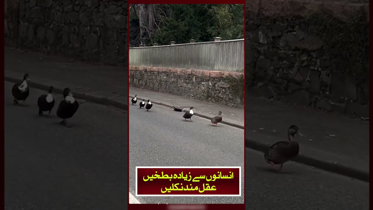 انسانوں سے زیادہ بطخیںعقل مند نکلیں#Ducks #DucksInLine #DucksCrossing #trafficstop