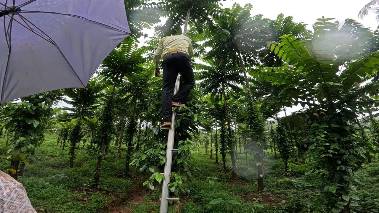 INFORMATION ABOUT PAYYANI TREE |FOR PAYYANI PLANTS CONTACT 9380314462