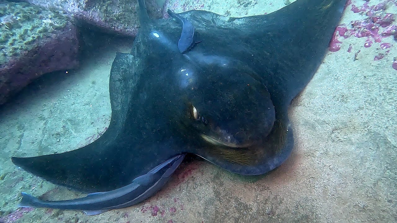 'At the Cleaning Station'