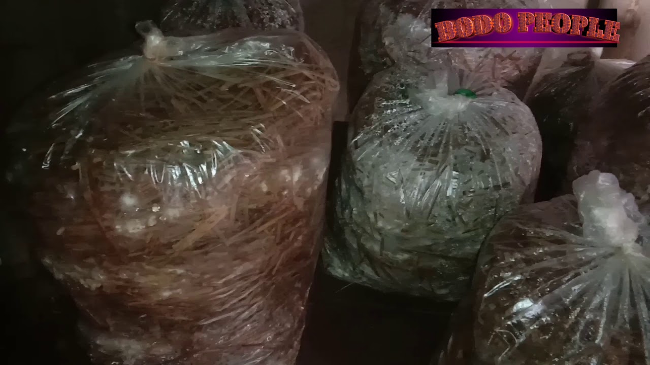 मैखुन फिसिनाय नुथाय।  BODO People YouTube channel 2020