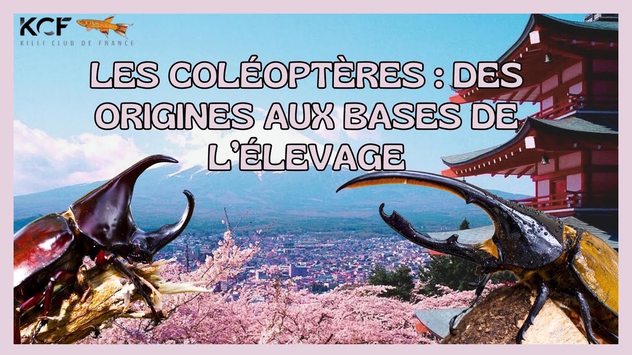 Les Coléoptères : des origines aux bases de l'élevage - REDIF live journée Killis & Cie du KCF