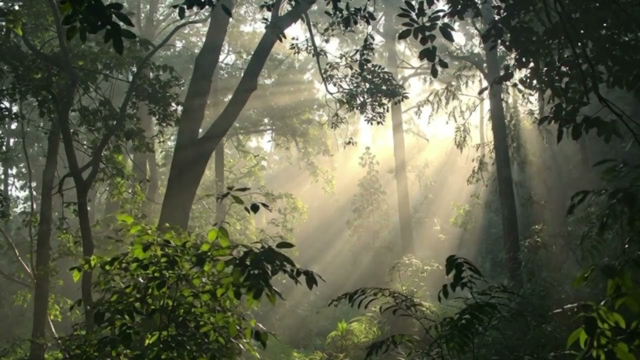 Лес, который дышит 🌲 Глубокий релакс, фокус и спокойствие | No Talking