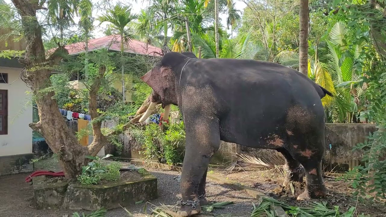 മൂപ്പര് കാര്യമായെന്തോ തിരയുകയാണ് 🙂#Ithithanamvishnunarayanan#elephant #aanakotta 
