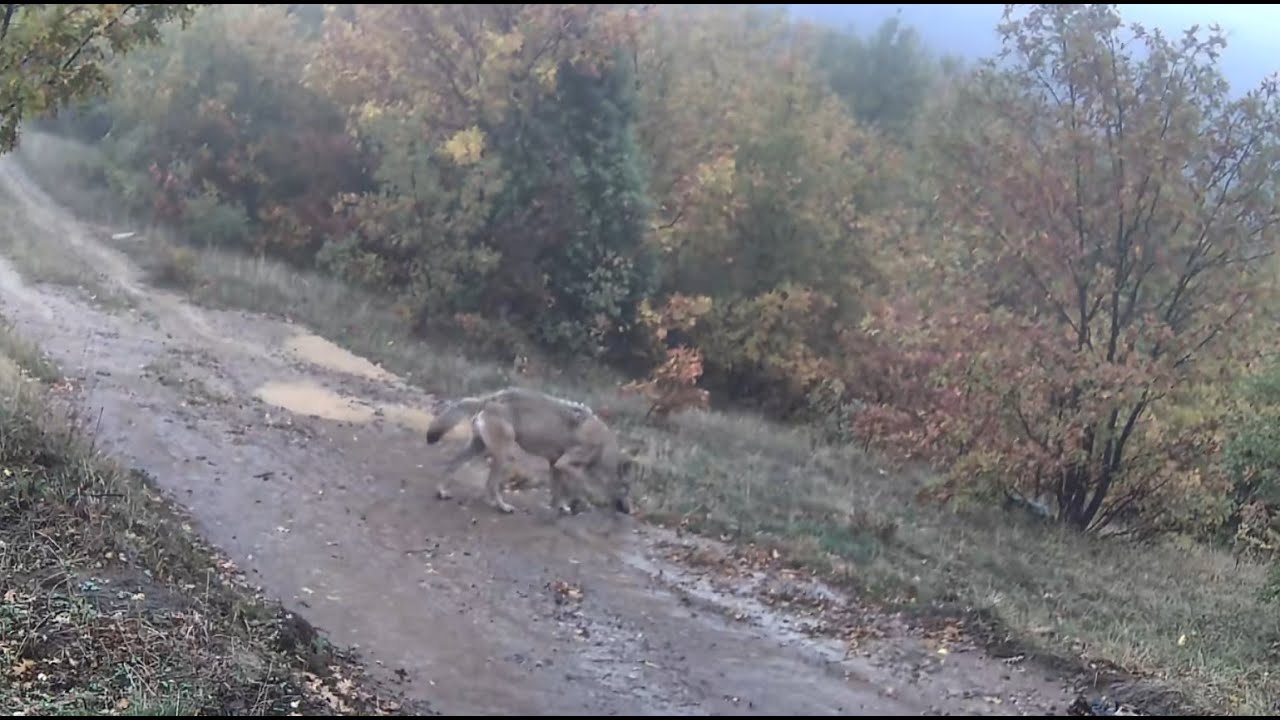 🇹🇷🐺YAĞMURDA GEZEN KURTLAR ! YABAN DOMUZU SÜRÜLERİ VE DİĞERLERİ !🐺🇹🇷 FOTOKAPAN KONTROLÜ