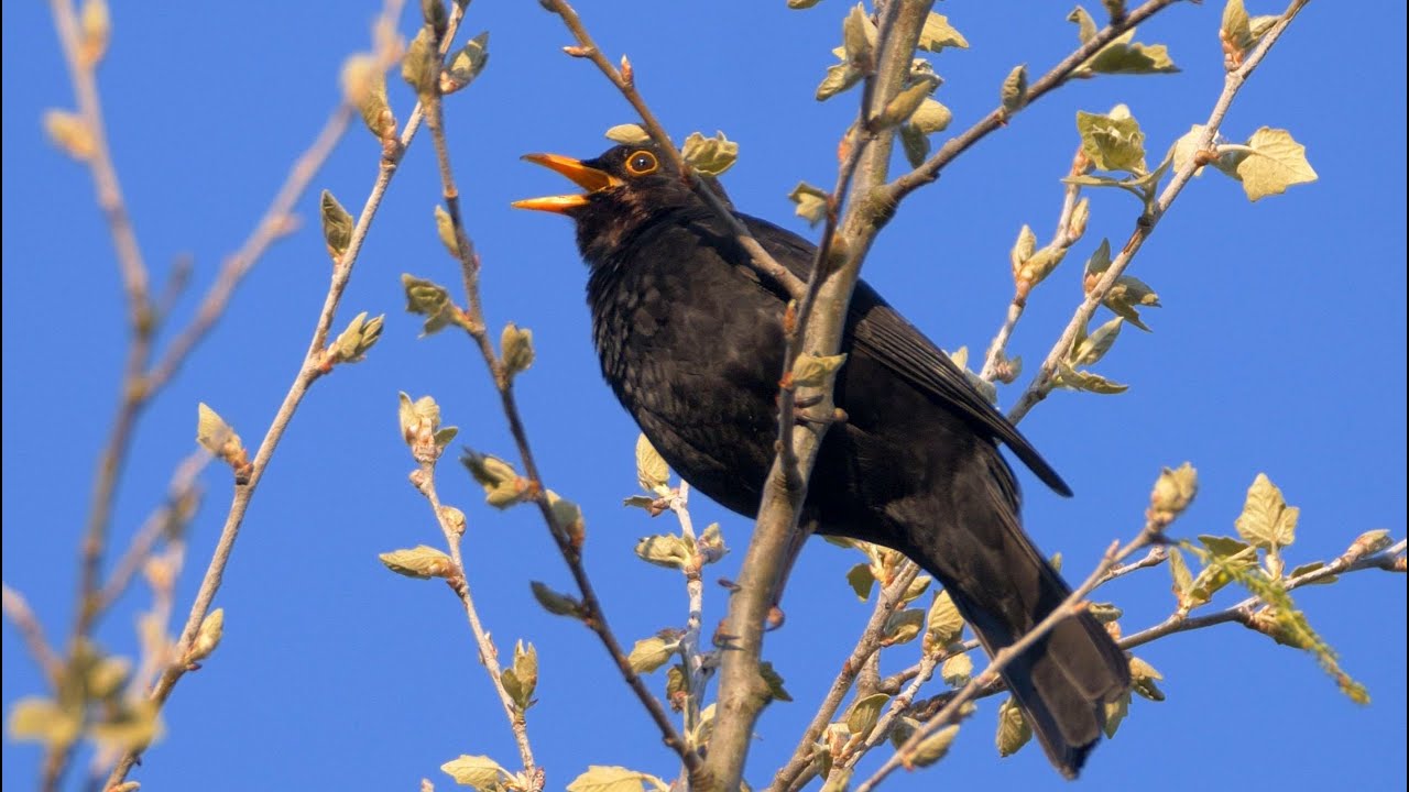 One Hour Relaxing Birdsong: Blackbird 4 K