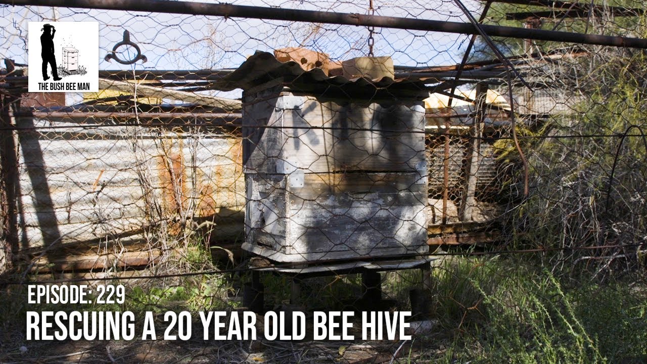 Honey Bee Rescue: Bee Hive Left Alone for 20 Years | The Bush Bee Man